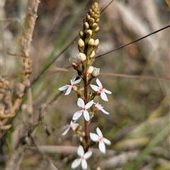 Stylidium (genus) at Bellbrae, VIC - 17 Oct 2025 by Miranda