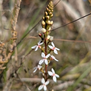 Stylidium (genus) at Bellbrae, VIC - 17 Oct 2025 by Miranda