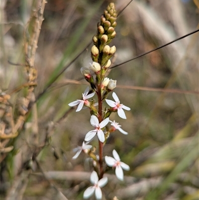 Stylidium (genus) at Bellbrae, VIC - 17 Oct 2025 by Miranda