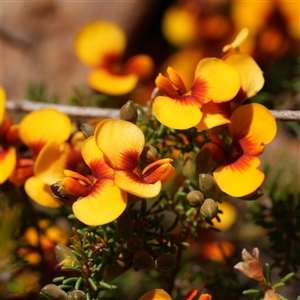 Dillwynia prostrata (Matted Parrot-pea) at Oallen, NSW - 15 Oct 2025 by RobG1