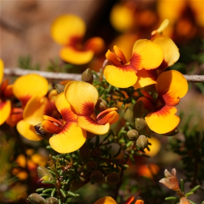 Dillwynia prostrata (Matted Parrot-pea) at Oallen, NSW - 15 Oct 2025 by RobG1