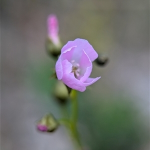 Drosera (genus) at Bellbrae, VIC - 17 Oct 2025 by Miranda