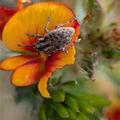 Entiminae (subfamily) (Entimine weevil) at Bellbrae, VIC - 17 Oct 2025 by Miranda