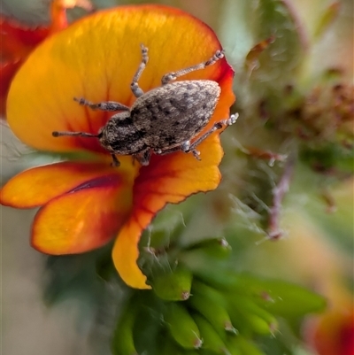 Entiminae (subfamily) (Entimine weevil) at Bellbrae, VIC - 17 Oct 2025 by Miranda