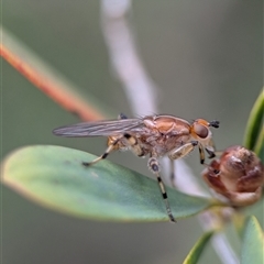 Tapeigaster annulipes (heteromyzid fly) at Bellbrae, VIC - 17 Oct 2025 by Miranda