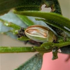 Peltoschema orphana (Leaf beetle) at Bells Beach, VIC - 18 Oct 2025 by Miranda