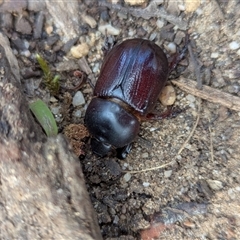 Unverified Scarab beetle (Scarabaeidae) at Bells Beach, VIC - 18 Oct 2025 by Miranda