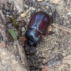 Unverified Scarab beetle (Scarabaeidae) at Bells Beach, VIC - 18 Oct 2025 by Miranda