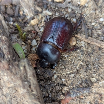 Unverified Scarab beetle (Scarabaeidae) at Bells Beach, VIC - 18 Oct 2025 by Miranda