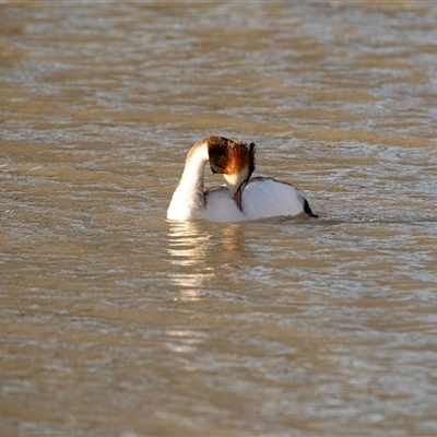 Podiceps cristatus (Great Crested Grebe) at Berri, SA - 15 Sep 2025 by AlisonMilton