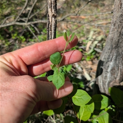 Lonicera japonica (Japanese Honeysuckle) at Watson, ACT - 20 Oct 2025 by WalterEgo