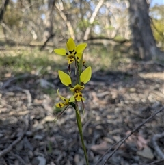 Diuris sulphurea (Tiger Orchid) at Ainslie, ACT - 20 Oct 2025 by WalterEgo