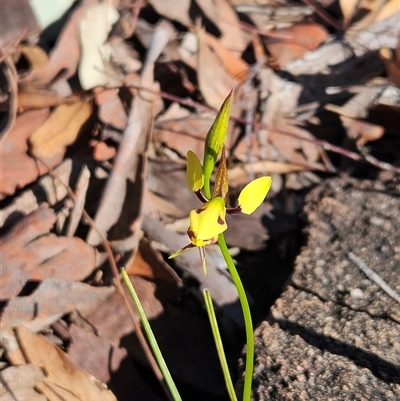 Diuris sulphurea (Tiger Orchid) at Whitlam, ACT - 20 Oct 2025 by sangio7