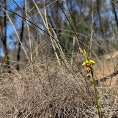 Diuris sulphurea (Tiger Orchid) at Hackett, ACT - 20 Oct 2025 by WalterEgo