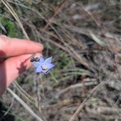 Thelymitra (genus) (sun orchids) at Hackett, ACT - 20 Oct 2025 by WalterEgo