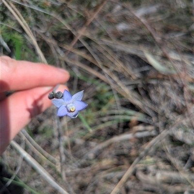 Thelymitra (genus) (sun orchids) at Hackett, ACT - 20 Oct 2025 by WalterEgo