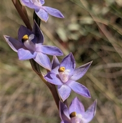 Thelymitra megcalyptra (Swollen Sun Orchid) at Hackett, ACT - 20 Oct 2025 by WalterEgo