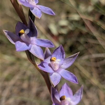 Thelymitra megcalyptra (Swollen Sun Orchid) at Hackett, ACT - 20 Oct 2025 by WalterEgo