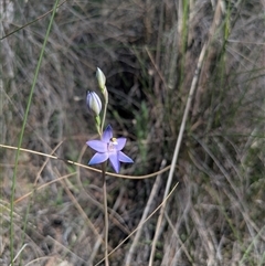 Thelymitra megcalyptra at Hackett, ACT - suppressed