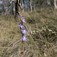 Thelymitra megcalyptra at Hackett, ACT - suppressed