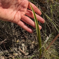 Thelymitra megcalyptra at Hackett, ACT - suppressed