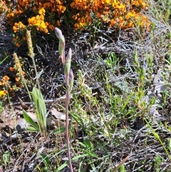 Thelymitra (genus) (sun orchids) at Whitlam, ACT - 20 Oct 2025 by sangio7