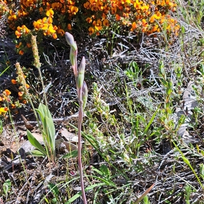 Thelymitra (genus) (sun orchids) at Whitlam, ACT - 20 Oct 2025 by sangio7