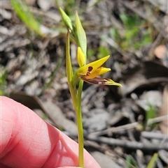 Diuris sulphurea (Tiger Orchid) at Hawker, ACT - 20 Oct 2025 by sangio7