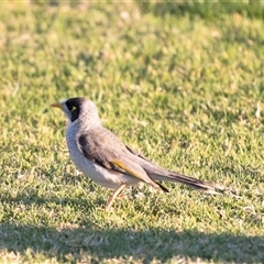 Manorina melanocephala at Berri, SA - 15 Sep 2025 by AlisonMilton