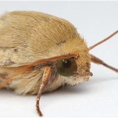 Heliothinae (subfamily) by TimL