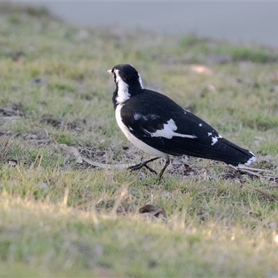 Grallina cyanoleuca (Magpie-lark) at Berri, SA - 15 Sep 2025 by AlisonMilton