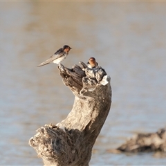 Hirundo neoxena (Welcome Swallow) at Berri, SA - 15 Sep 2025 by AlisonMilton