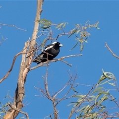 Gymnorhina tibicen at Berri, SA - 15 Sep 2025 by AlisonMilton