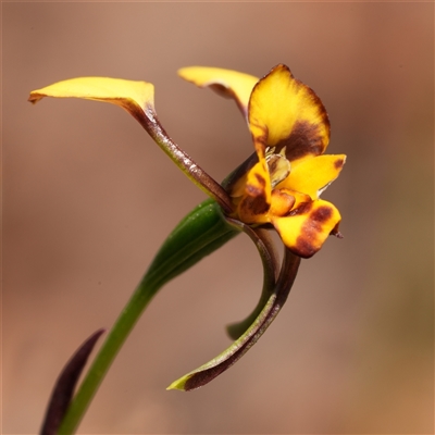 Diuris pardina (Leopard Doubletail) at Windellama, NSW - 15 Oct 2025 by RobG1