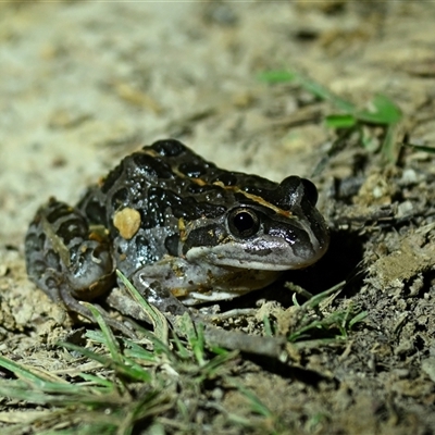 Limnodynastes tasmaniensis (Spotted Grass Frog) at Throsby, ACT - 11 Oct 2025 by davidcunninghamwildlife