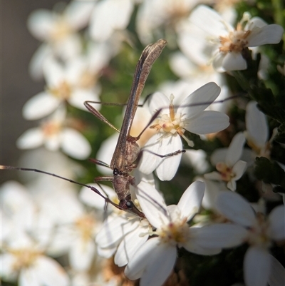 Enchoptera apicalis (Longhorn beetle) at Bells Beach, VIC - 18 Oct 2025 by Miranda