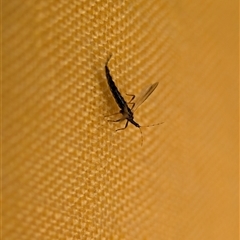 Idolothrips spectrum (Giant thrips) at Bells Beach, VIC - 20 Oct 2025 by Miranda