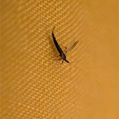 Idolothrips spectrum (Giant thrips) at Bells Beach, VIC - 20 Oct 2025 by Miranda