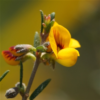Aotus ericoides (common aotus) at  - suppressed by RobG1