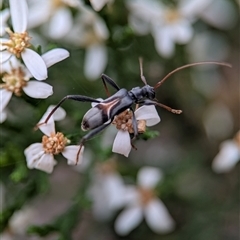 Zoedia divisa (Zoedia longhorn beetle) at Bells Beach, VIC - 20 Oct 2025 by Miranda