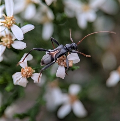 Zoedia divisa (Zoedia longhorn beetle) at Bells Beach, VIC - 20 Oct 2025 by Miranda