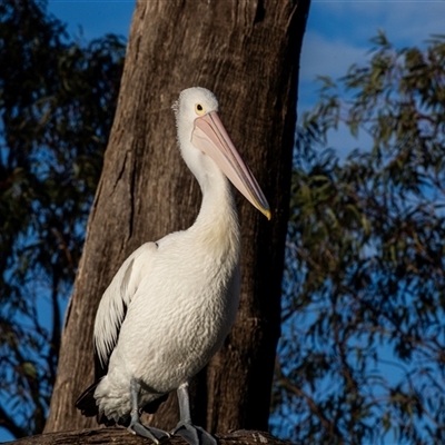 Pelecanus conspicillatus (Australian Pelican) at Berri, SA - 15 Sep 2025 by AlisonMilton