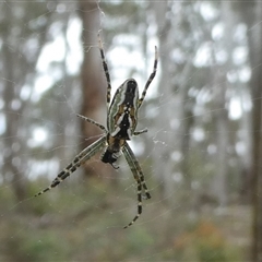 Unverified Spider by arjay