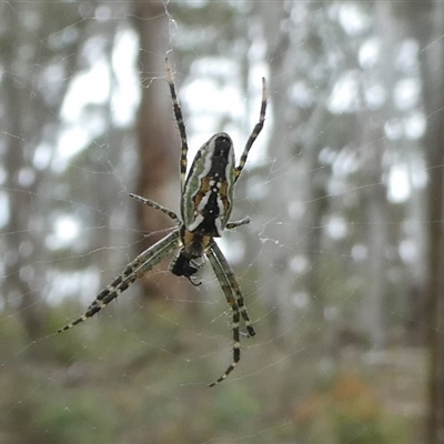 Unverified Spider at  - suppressed by arjay
