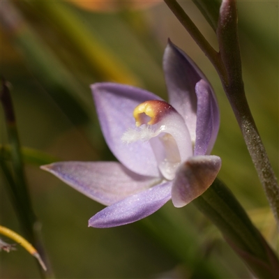 Thelymitra peniculata (Blue Star Sun-orchid) at Oallen, NSW - 15 Oct 2025 by RobG1
