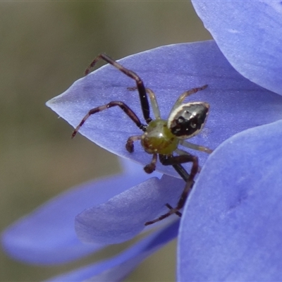 Unverified Spider at  - suppressed by arjay