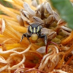 Hylaeus (Macrohylaeus) alcyoneus (Hylaeine colletid bee) at Braemar, NSW - 20 Oct 2025 by Curiosity