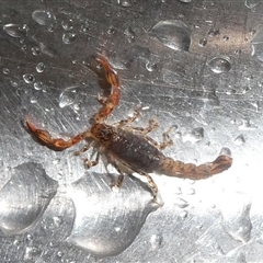 Cercophonius squama (Wood Scorpion) by arjay