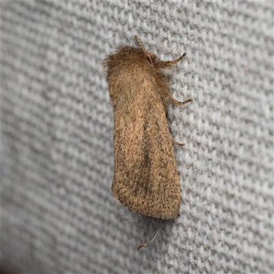Bathytricha truncata (Sugarcane Stem Borer, Maned Moth) at  - suppressed by DPRees125