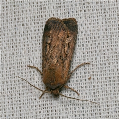 Agrotis infusa (Bogong Moth, Common Cutworm) at Harrison, ACT - 17 Oct 2025 by DPRees125